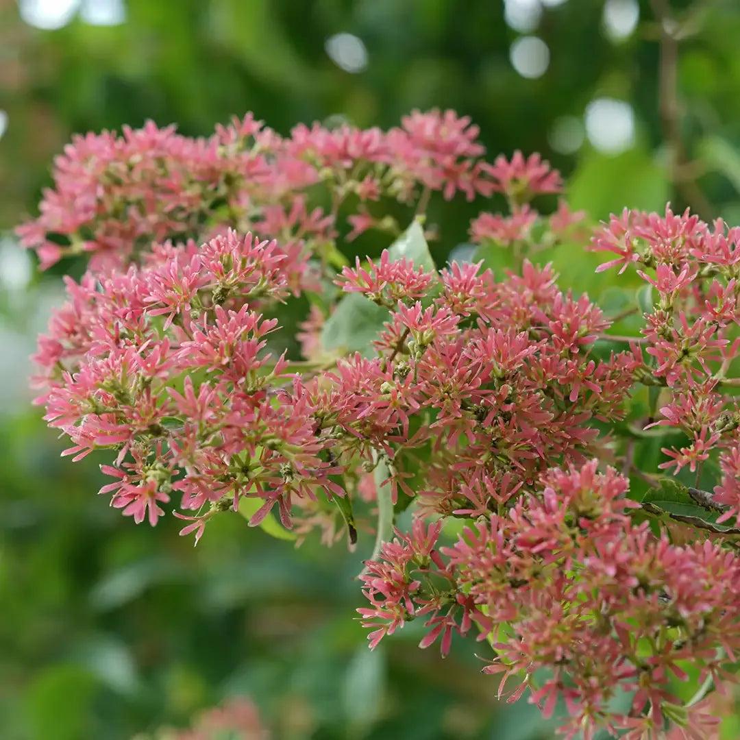 Heptacodium Miconioides 'temple Of Bloom' Multi Stem - View 11 from www redcrocus com