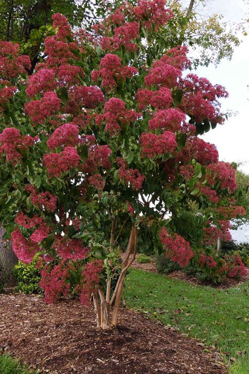 Heptacodium Miconioides 'temple Of Bloom' Multi Stem - View 12 from www redcrocus com