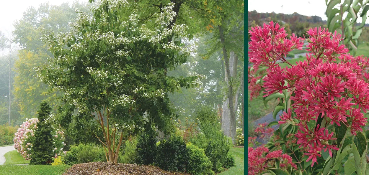 Heptacodium Miconioides 'temple Of Bloom' Multi Stem - View 13 from www redcrocus com