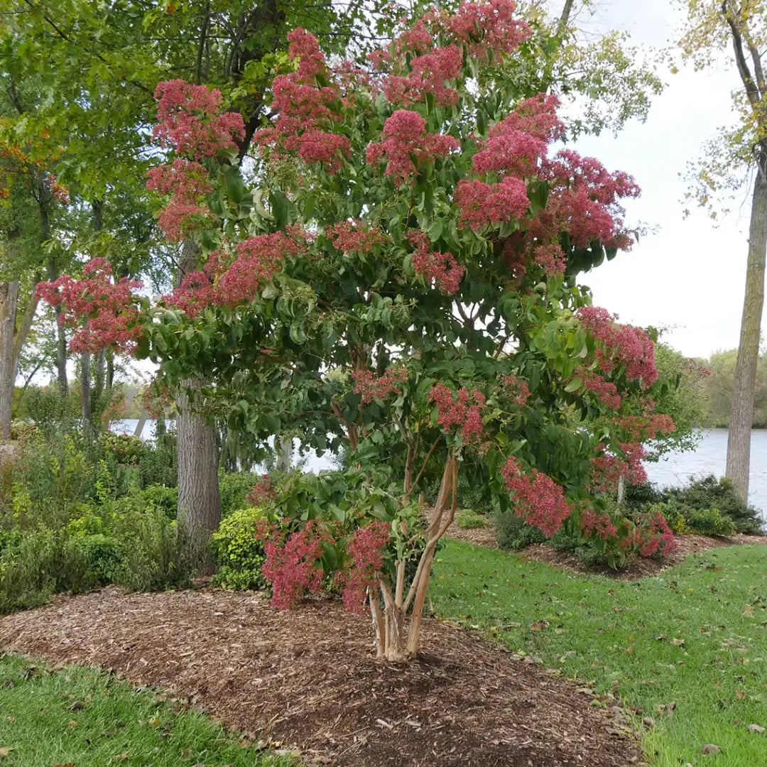 Heptacodium Miconioides 'temple Of Bloom' Multi Stem - View 14 from www redcrocus com