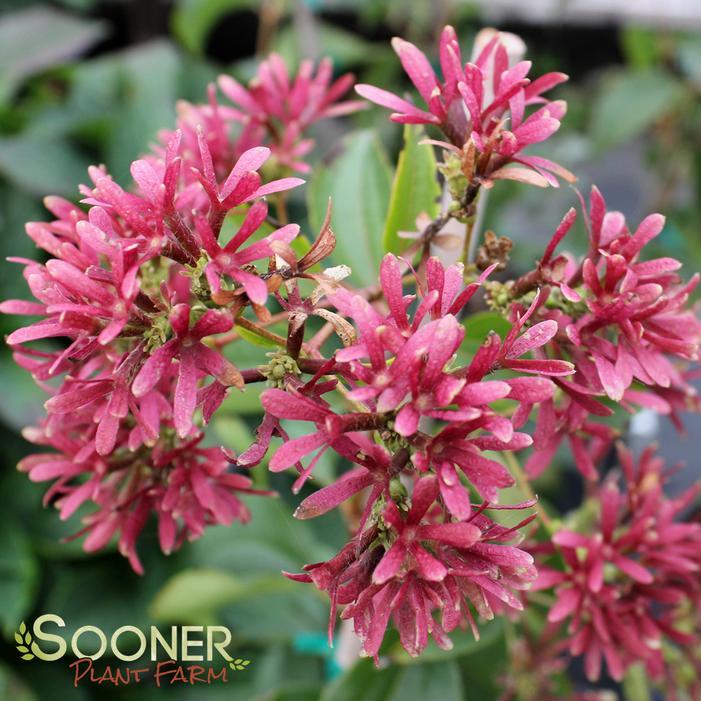 Heptacodium Miconioides 'temple Of Bloom' Multi Stem - View 15 from www redcrocus com
