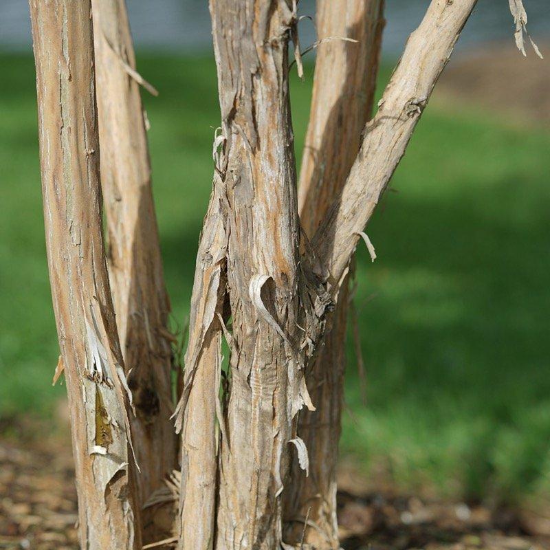 Heptacodium Miconioides 'temple Of Bloom' Multi Stem - View 16 from www redcrocus com