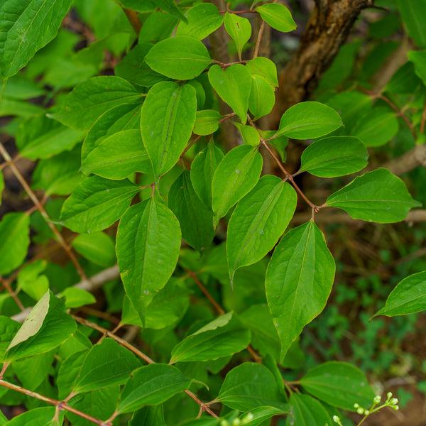Heptacodium Miconioides 'temple Of Bloom' Multi Stem - View 21 from www redcrocus com