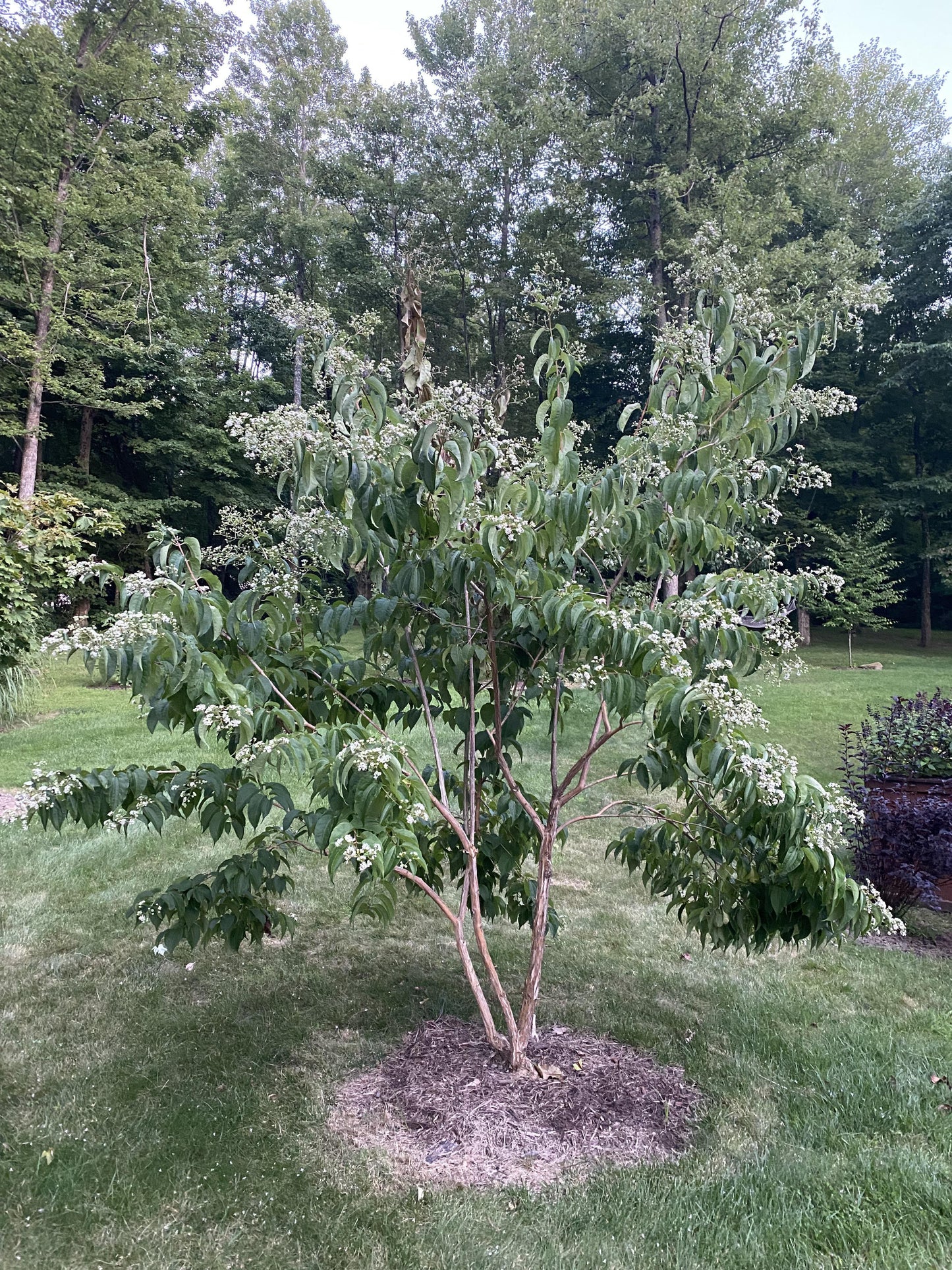 Heptacodium Miconioides 'temple Of Bloom' Multi Stem - View 22 from www redcrocus com