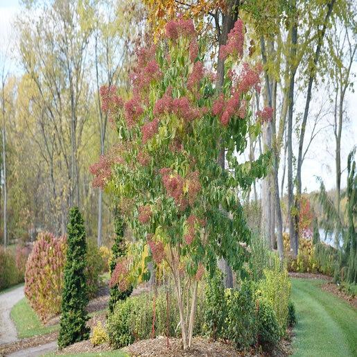 Heptacodium Miconioides 'temple Of Bloom' Multi Stem - View 23 from www redcrocus com