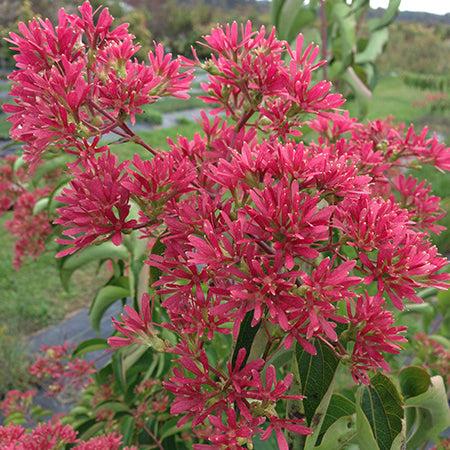 Heptacodium Miconioides 'temple Of Bloom' Multi Stem - View 24 from www redcrocus com