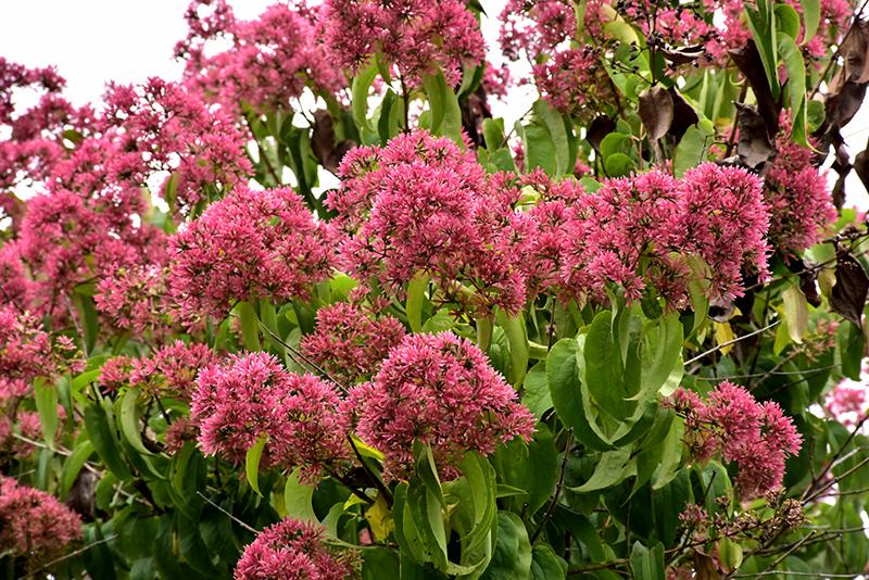Heptacodium Miconioides 'temple Of Bloom' Multi Stem - View 29 from www redcrocus com