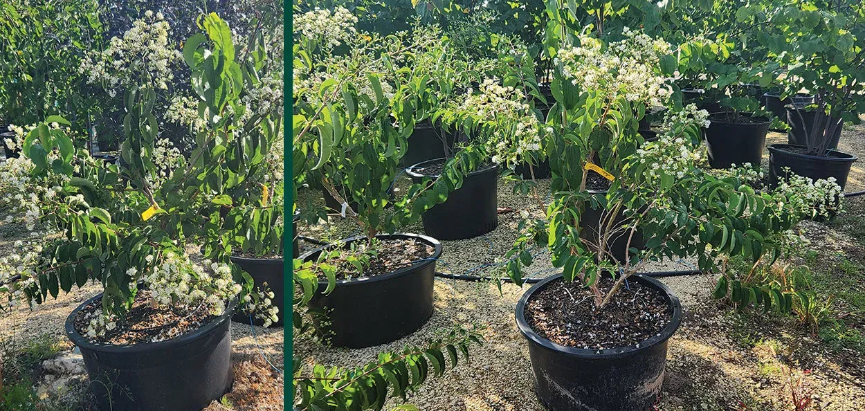 Heptacodium Miconioides 'temple Of Bloom' Multi Stem - View 6 from www redcrocus com