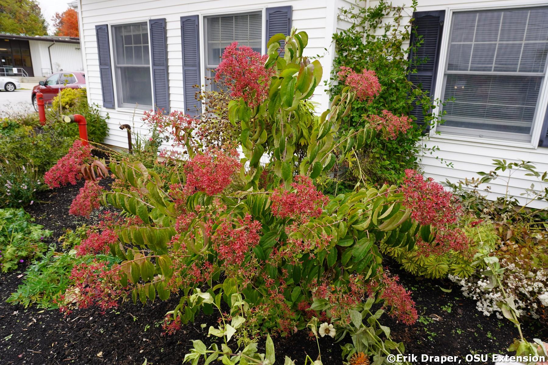 Heptacodium Miconioides 'temple Of Bloom' Multi Stem - View 7 from www redcrocus com