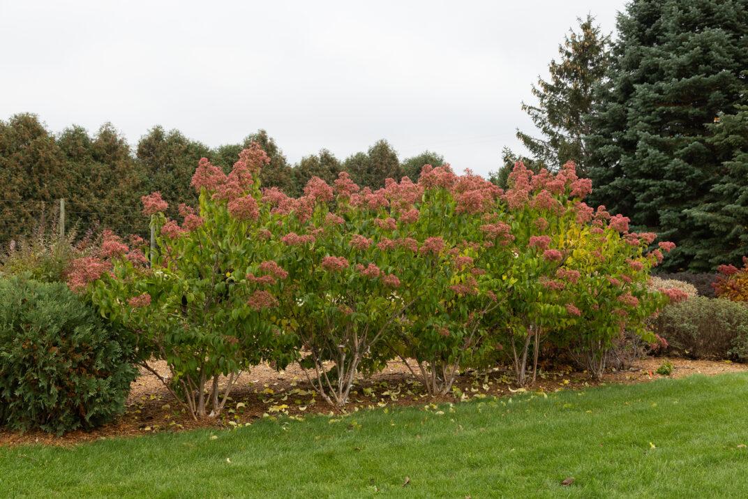 Heptacodium Miconioides 'tianshan Multi Stem - View 1 from www redcrocus com