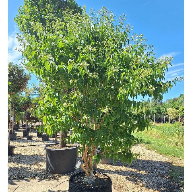 Heptacodium Miconioides 'tianshan Multi Stem - View 20 from www redcrocus com