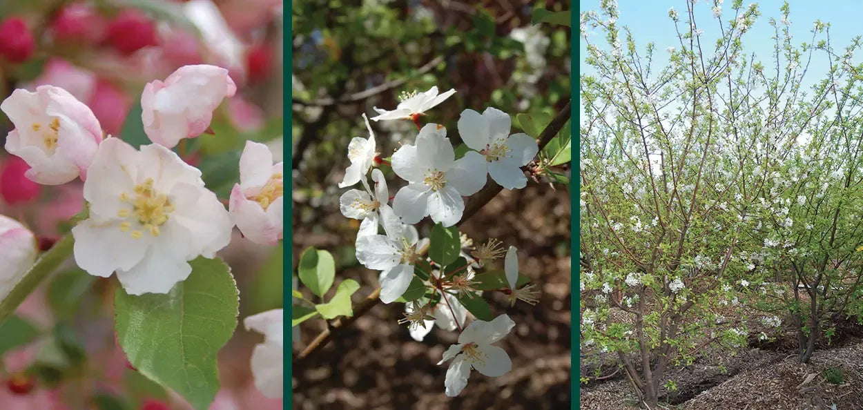 Heptacodium Miconioides 'tianshan Multi Stem - View 24 from www redcrocus com