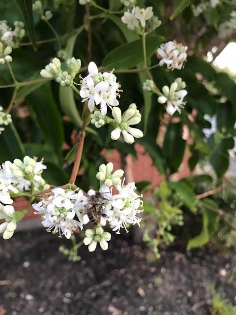 Heptacodium Miconioides 'tianshan Multi Stem - View 11 from www redcrocus com
