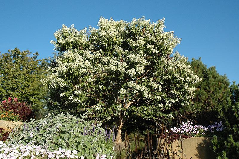 Heptacodium Miconioides 'tianshan Multi Stem - View 17 from www redcrocus com