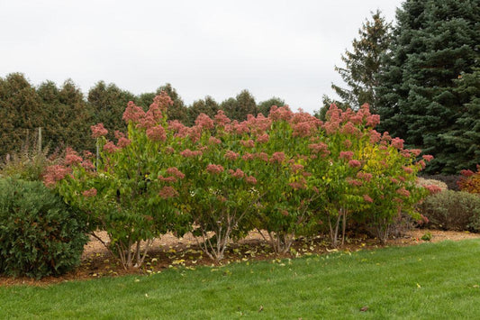 Heptacodium Miconioides 'tianshan Multi Stem - View 1 from www redcrocus com