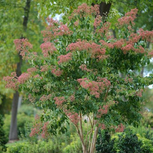 Heptacodium Miconioides 'tianshan Multi Stem - View 20 from www redcrocus com
