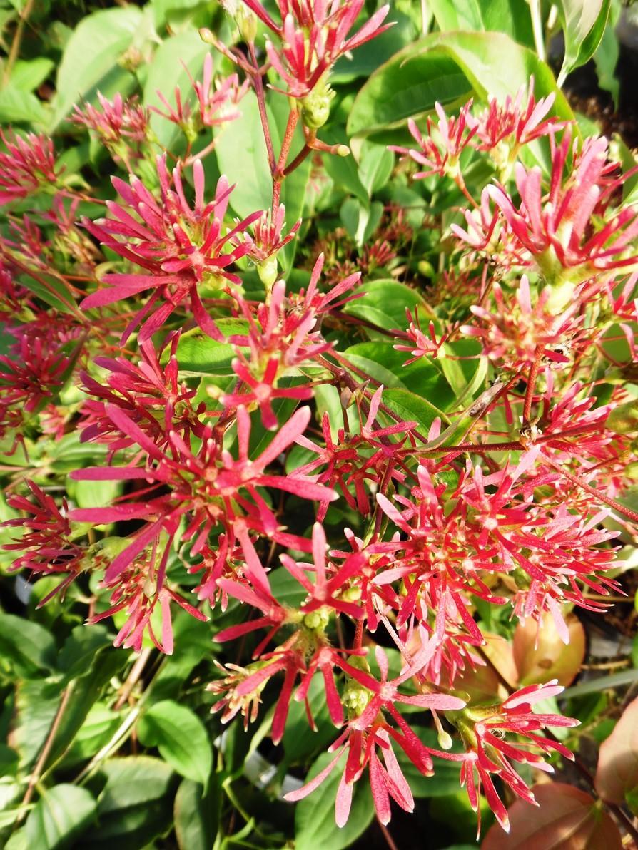 Heptacodium Miconioides 'tianshan Multi Stem - View 23 from www redcrocus com