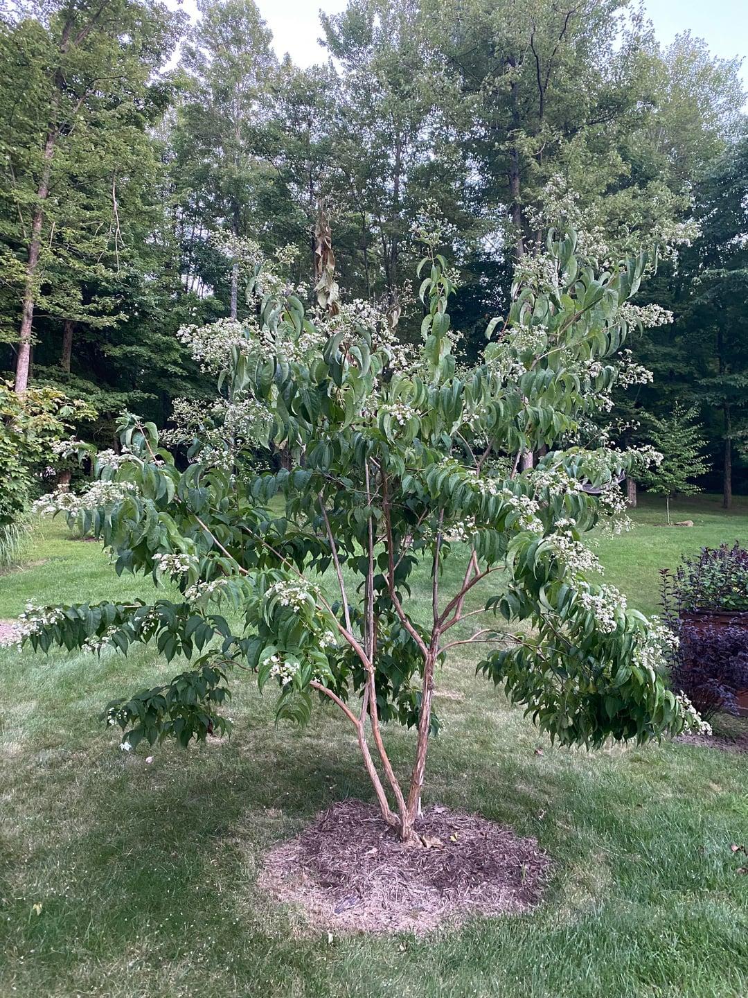 Heptacodium Miconioides 'tianshan Multi Stem - View 24 from www redcrocus com