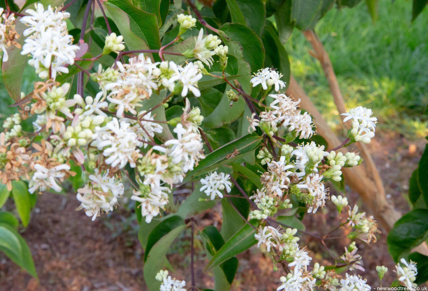 Heptacodium Miconioides 'tianshan Multi Stem - View 25 from www redcrocus com