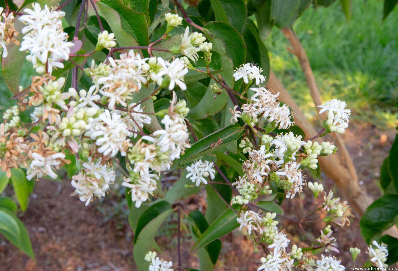 Heptacodium Miconioides 'tianshan Multi Stem - View 25 from www redcrocus com