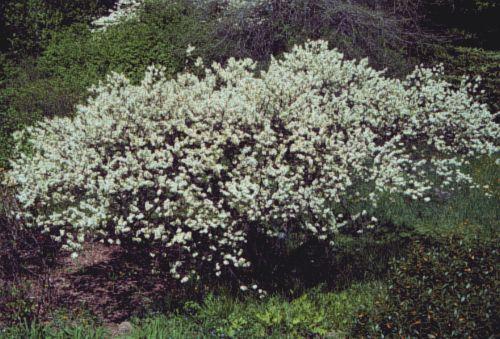 Prunus Maritima - View 12 from www redcrocus com