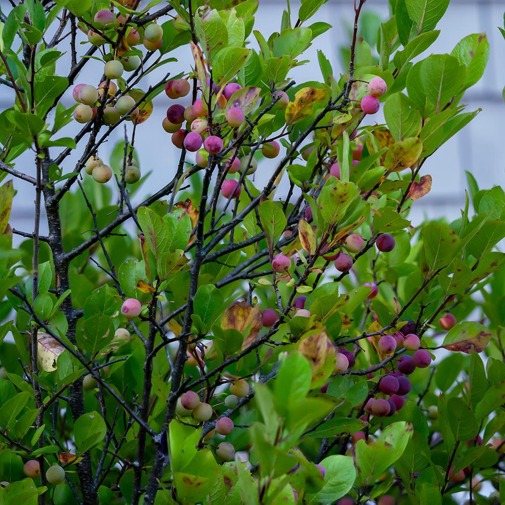Prunus Maritima - View 13 from www redcrocus com
