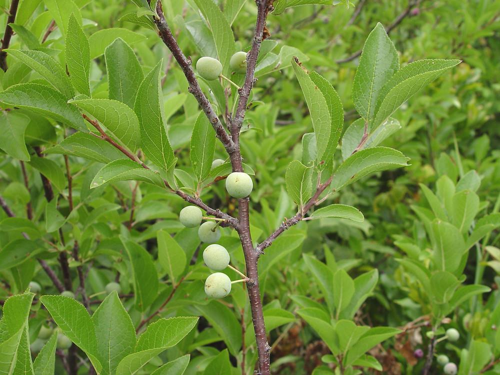 Prunus Maritima - View 14 from www redcrocus com