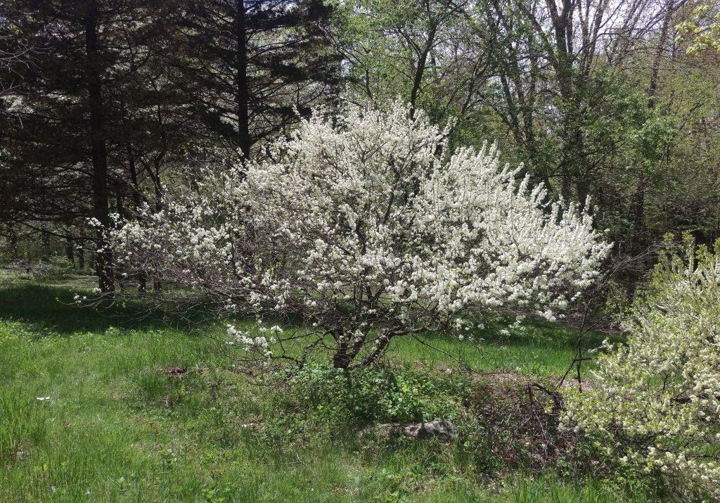 Prunus Maritima - View 16 from www redcrocus com