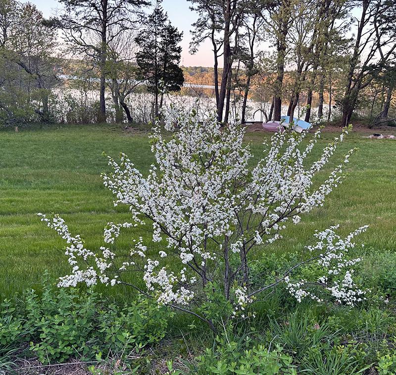 Prunus Maritima - View 20 from www redcrocus com