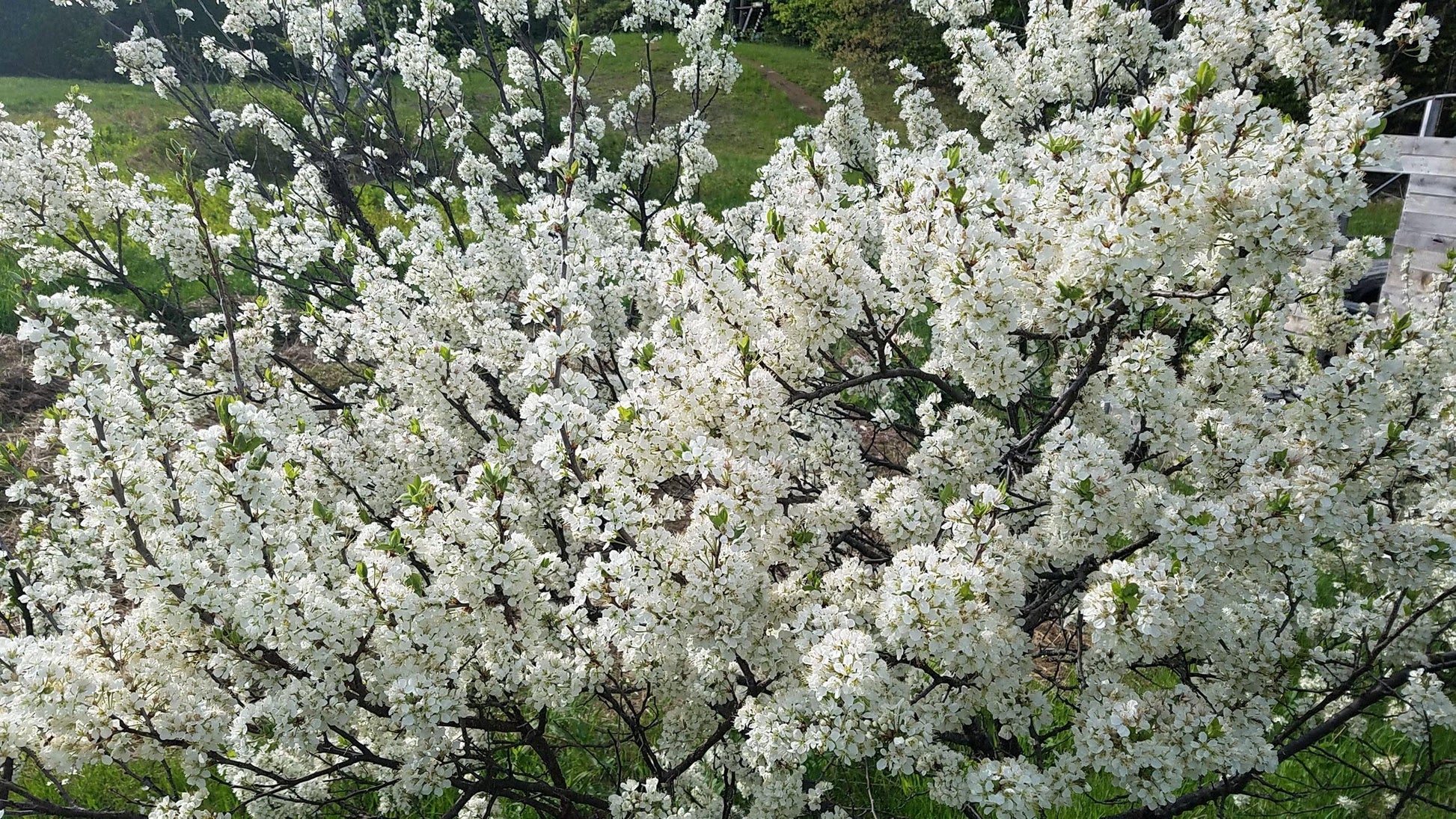Prunus Maritima - View 21 from www redcrocus com