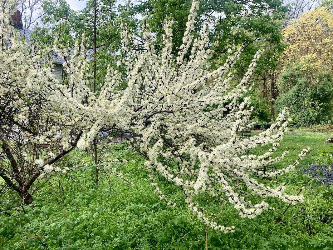 Prunus Maritima - View 23 from www redcrocus com
