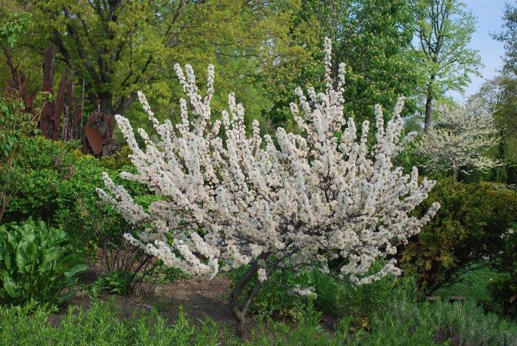 Prunus Maritima - View 24 from www redcrocus com