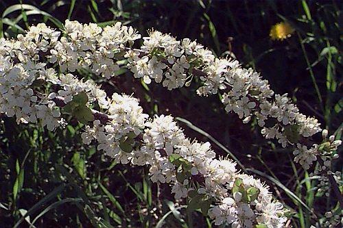 Prunus Maritima - View 25 from www redcrocus com