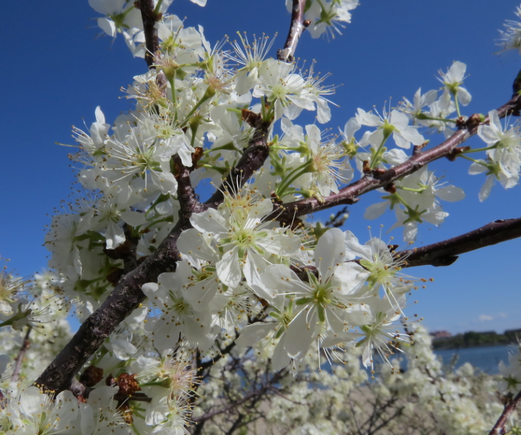 Prunus Maritima - View 27 from www redcrocus com