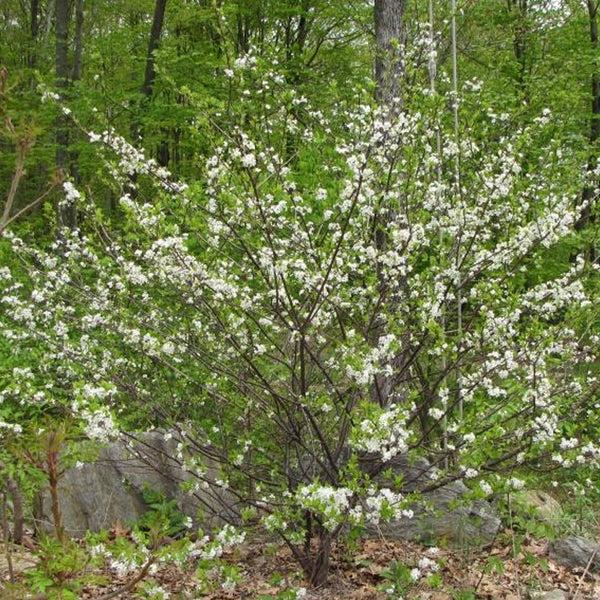 Prunus Maritima - View 28 from www redcrocus com