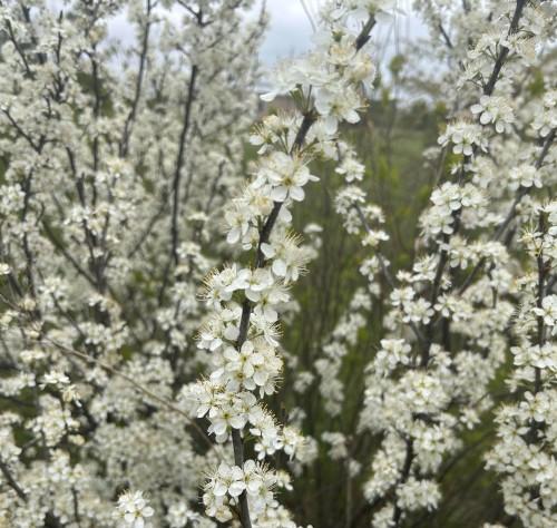 Prunus Maritima - View 29 from www redcrocus com