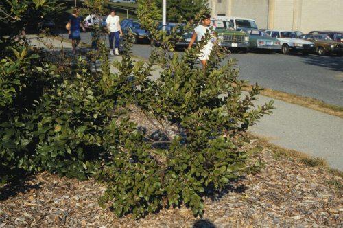 Prunus Maritima - View 33 from www redcrocus com