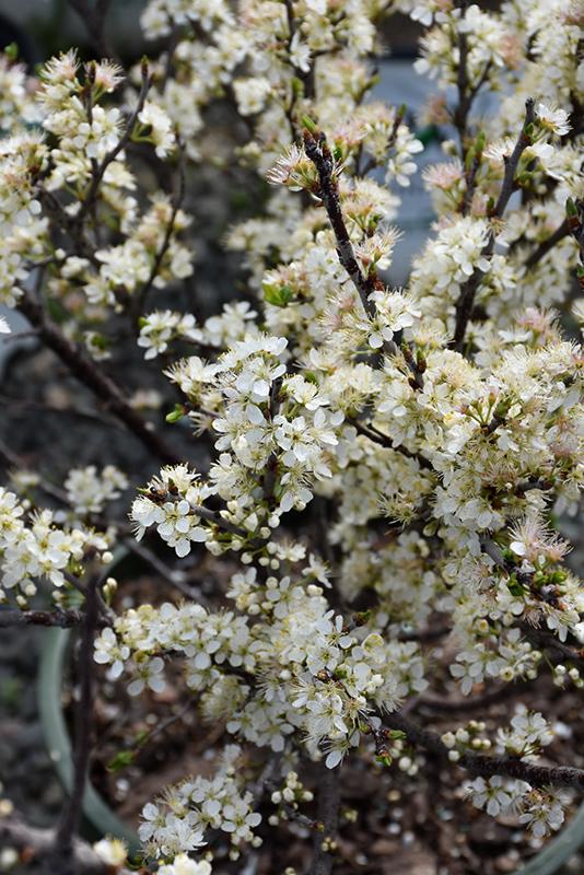 Prunus Maritima - View 35 from www redcrocus com
