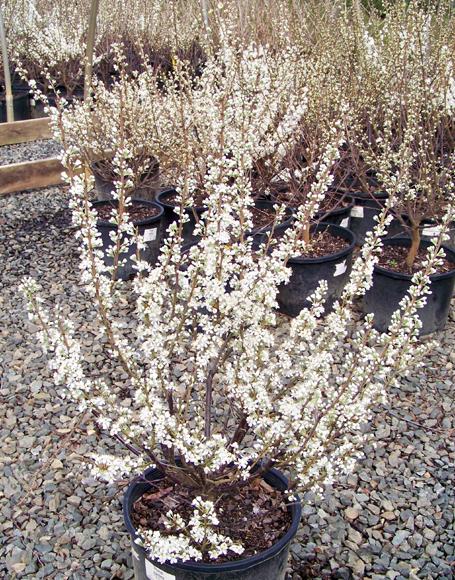 Prunus Maritima - View 38 from www redcrocus com