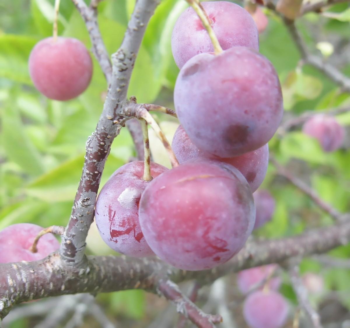 Prunus Maritima - View 39 from www redcrocus com