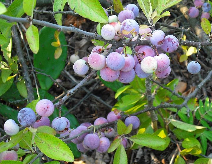 Prunus Maritima - View 4 from www redcrocus com