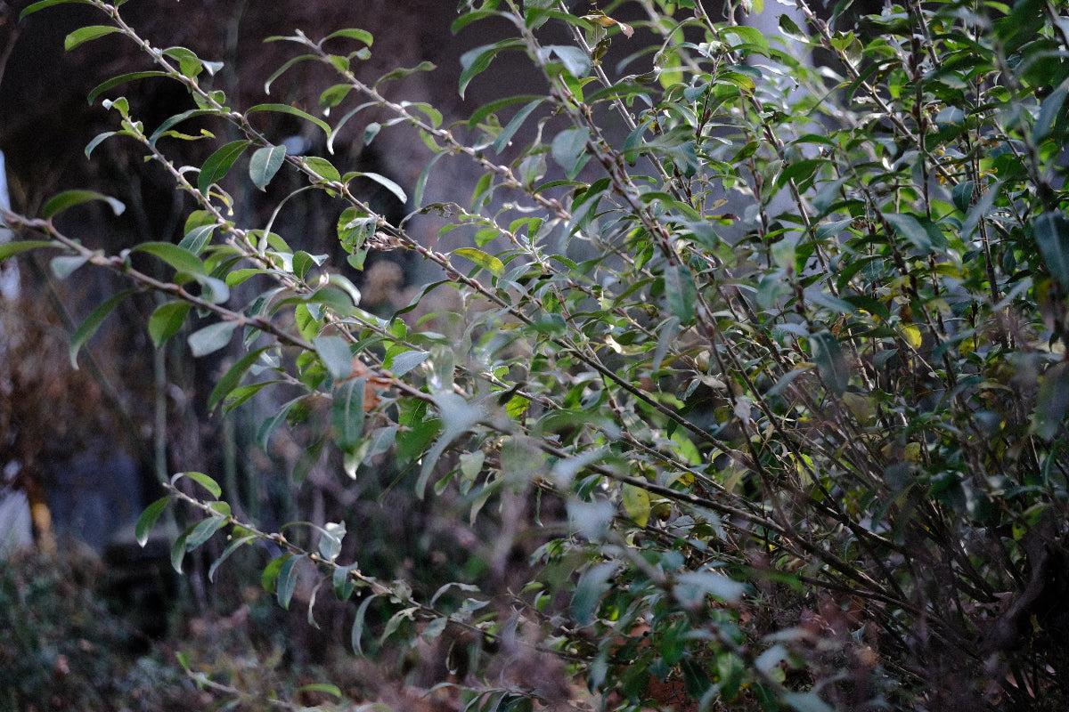 Salix Gracilistyla 'mount Aso' - View 10 from www redcrocus com