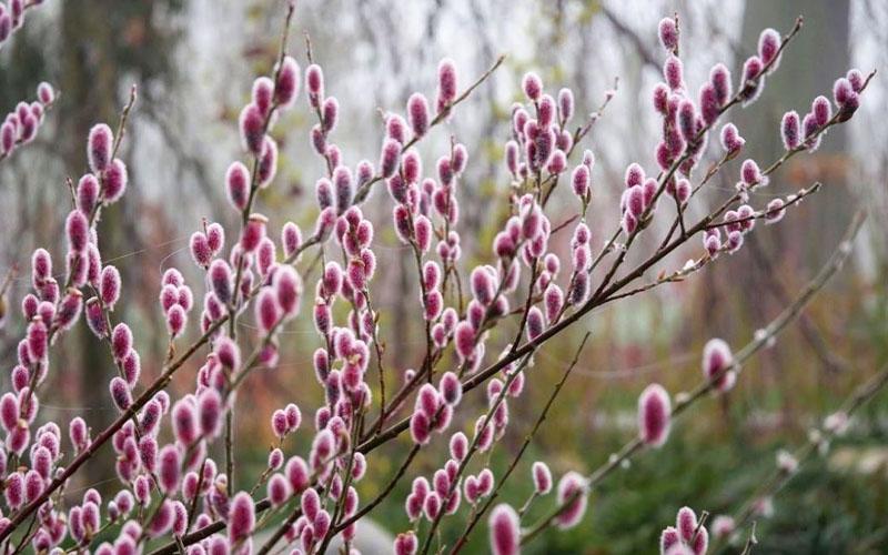Salix Gracilistyla 'mount Aso' - View 12 from www redcrocus com