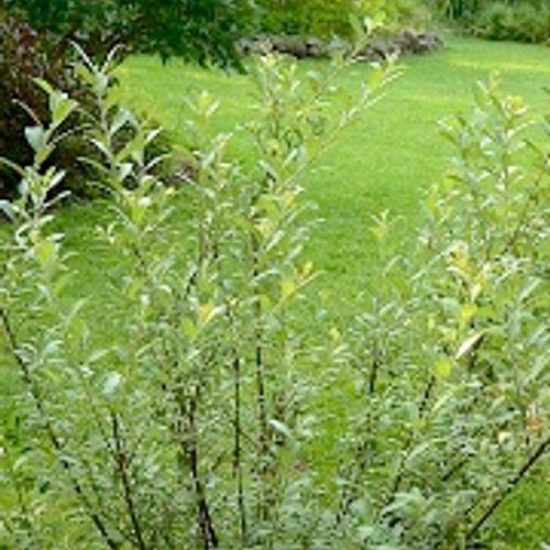 Salix Gracilistyla 'mount Aso' - View 13 from www redcrocus com