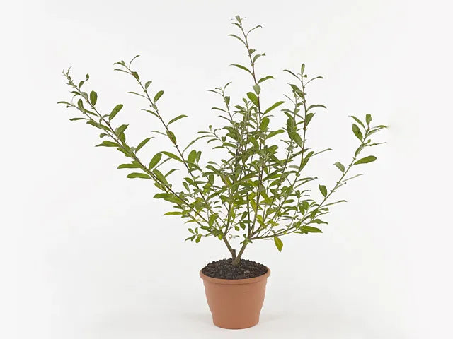 Salix Gracilistyla 'mount Aso' - View 16 from www redcrocus com