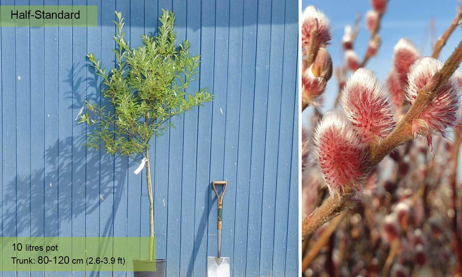 Salix Gracilistyla 'mount Aso' - View 17 from www redcrocus com