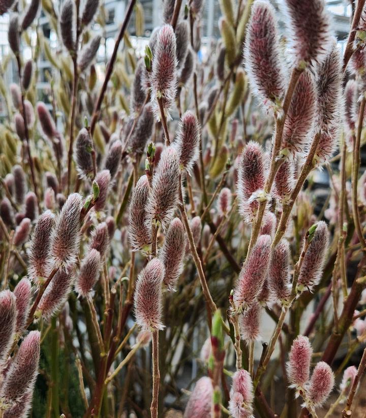Salix Gracilistyla 'mount Aso' - View 18 from www redcrocus com