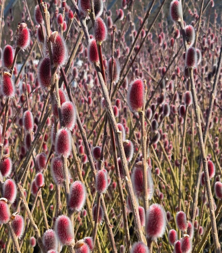 Salix Gracilistyla 'mount Aso' - View 19 from www redcrocus com
