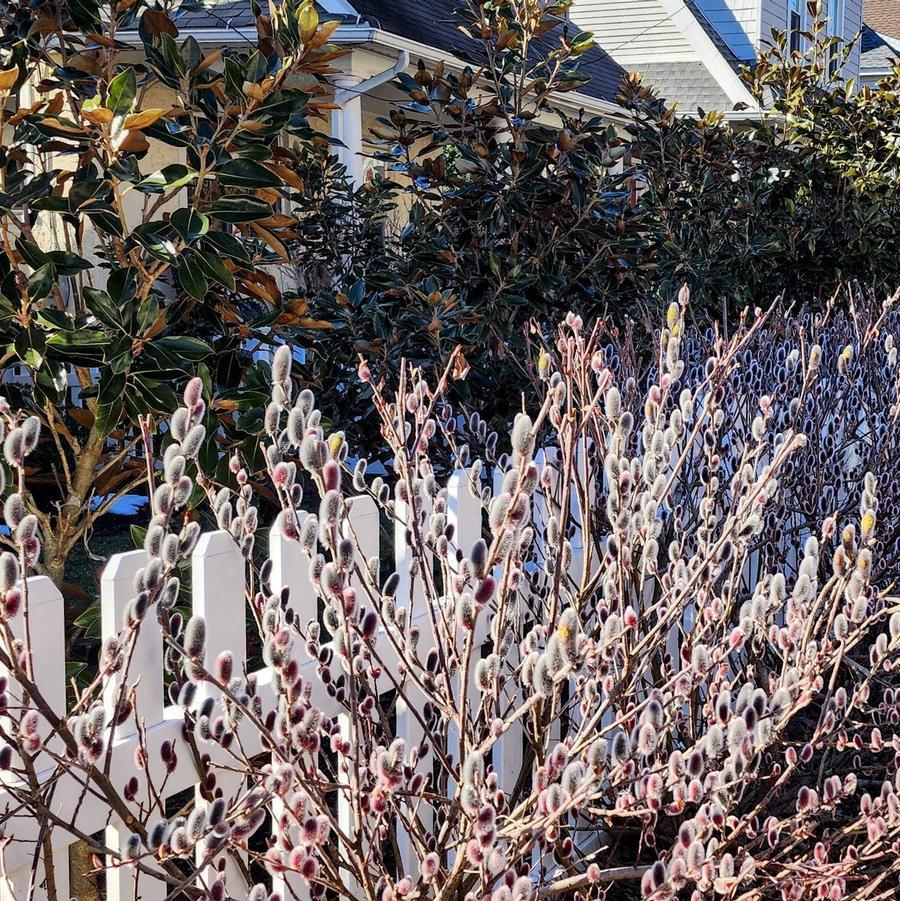 Salix Gracilistyla 'mount Aso' - View 1 from www redcrocus com