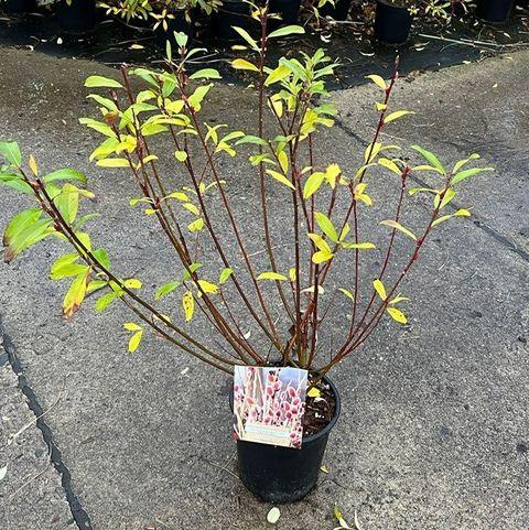 Salix Gracilistyla 'mount Aso' - View 23 from www redcrocus com
